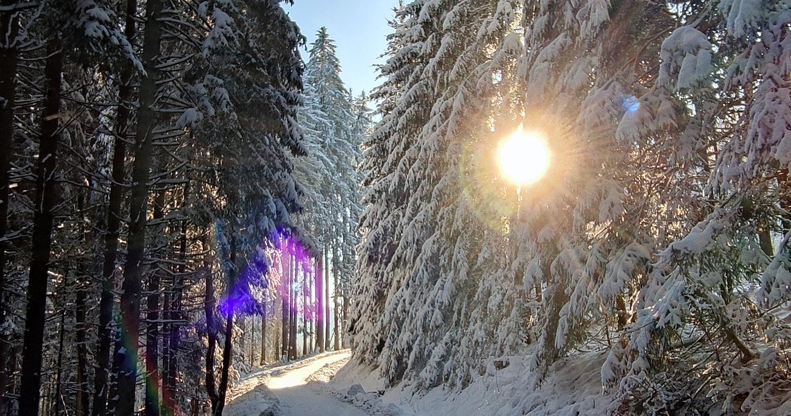 Ein eingeschneiter Waldweg mit verschneiten Fichten rechts und links. Die Sonne scheint durch die Bäume durch.