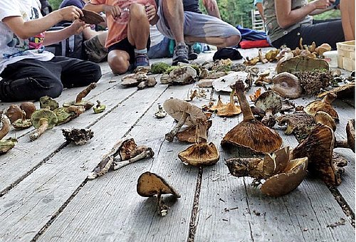 Mit dem Pilzexperten durch den Wald Viele verschiedene Pilzarten liegen verstreut auf einem Holzfußboden und sollen bestimmt werden.