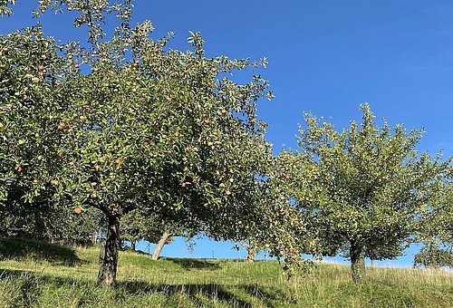 halbhohe grüne Apfelbäume auf einer grünen Wiese